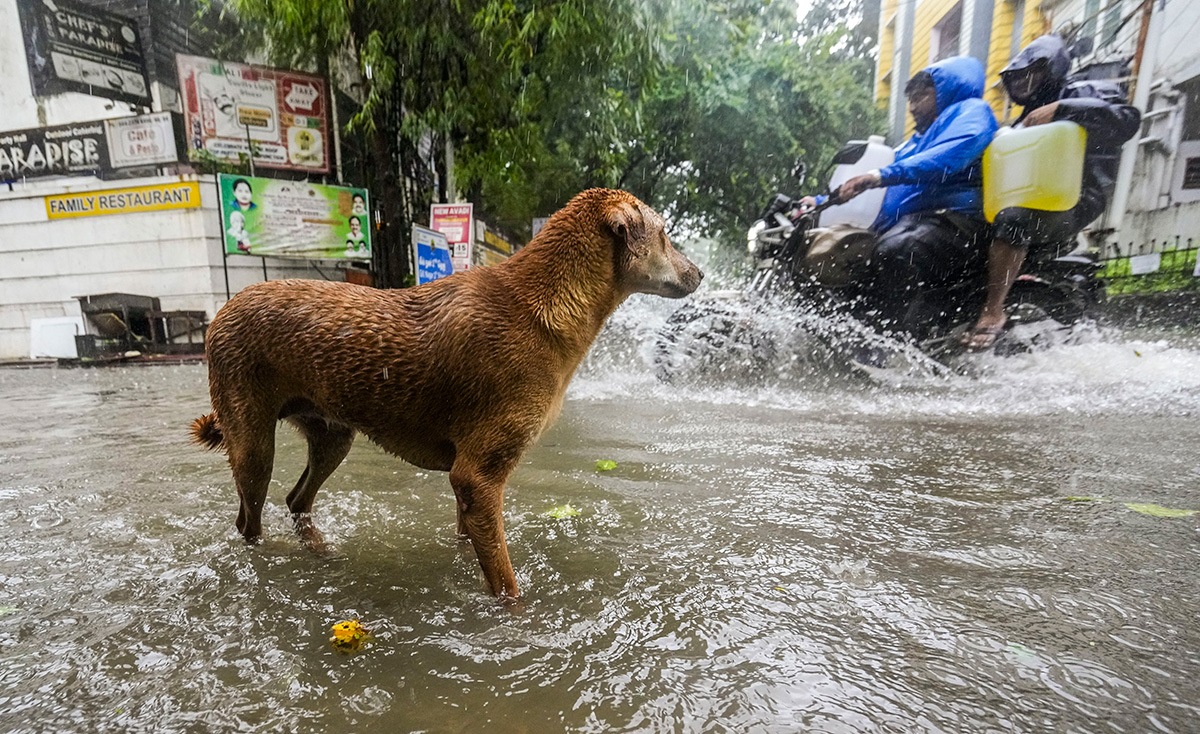 Cyclone Michaung As Rain Floods Chennai - Sakshi31