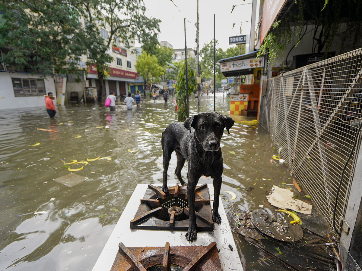 Cyclone Michaung in Chennai Pics - Sakshi31