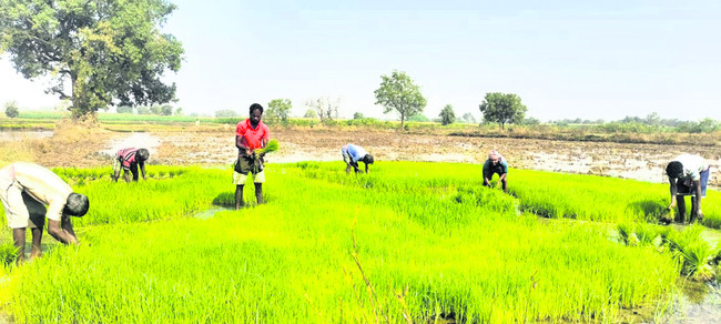 మునిపెల్లి వద్ద వరి నారు తీస్తున్న కూలీలు1