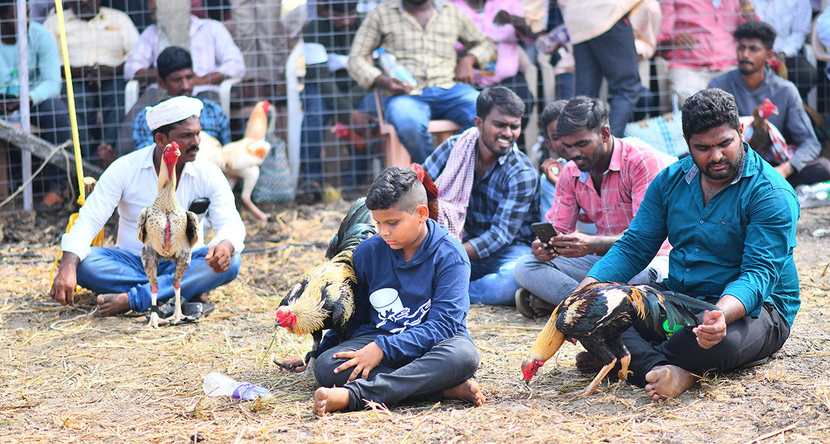 sankranti celebration 2024 - Sakshi21