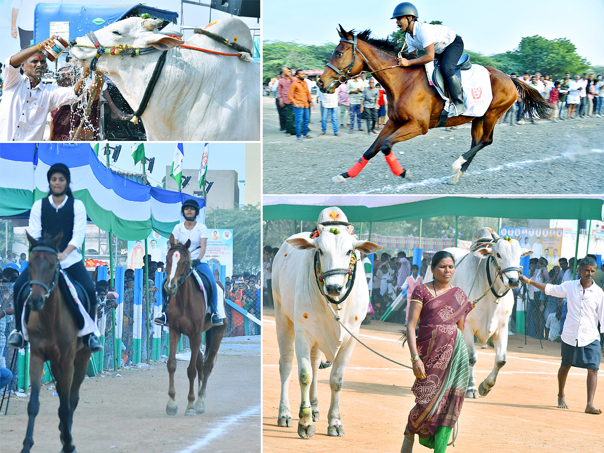 bull race in anantapur district - Sakshi1