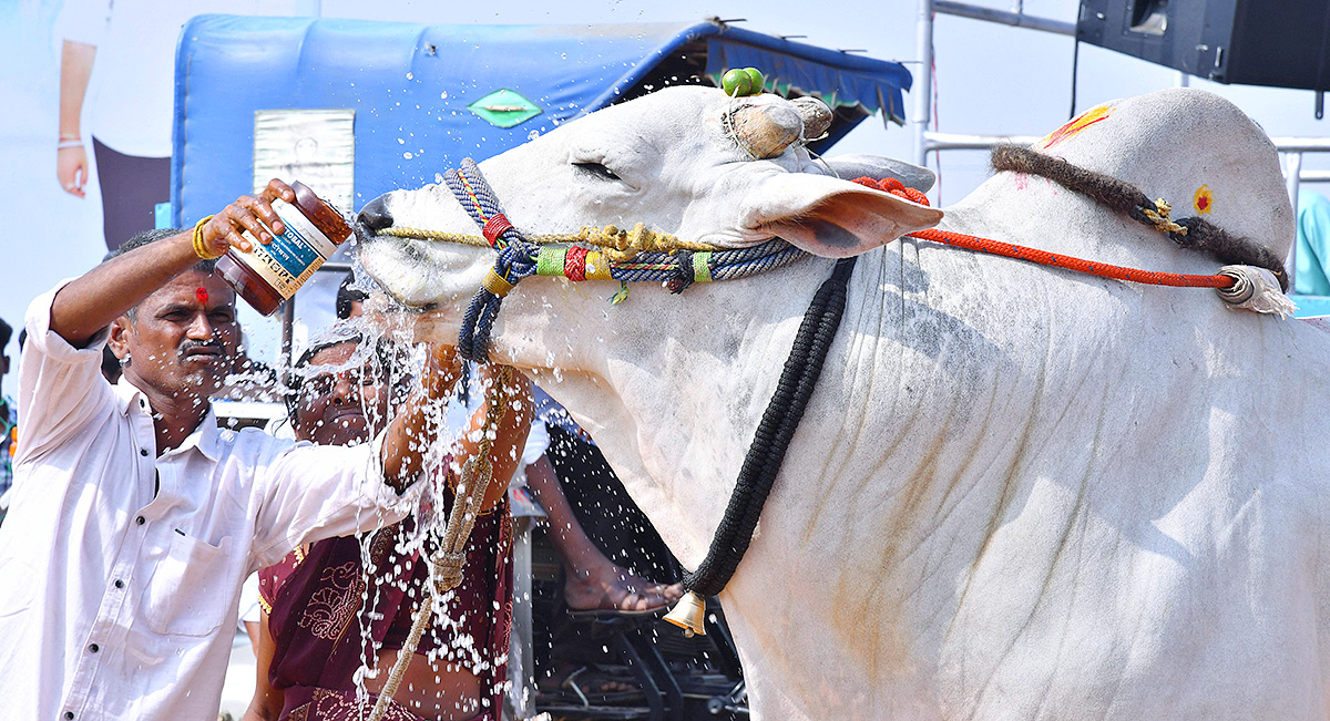 bull race in anantapur district - Sakshi18