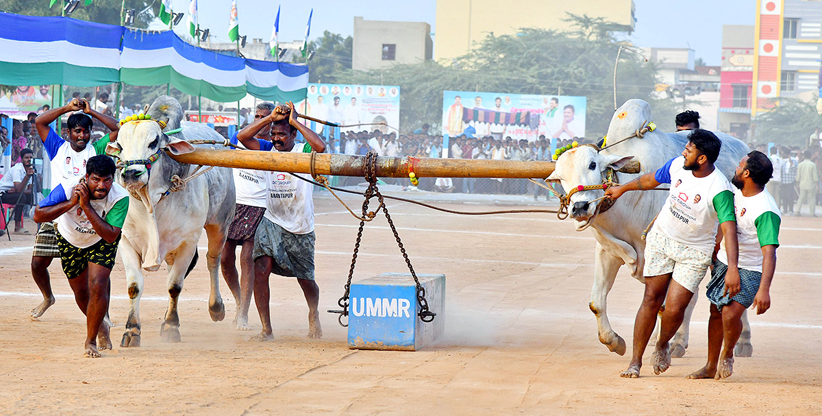 bull race in anantapur district - Sakshi2