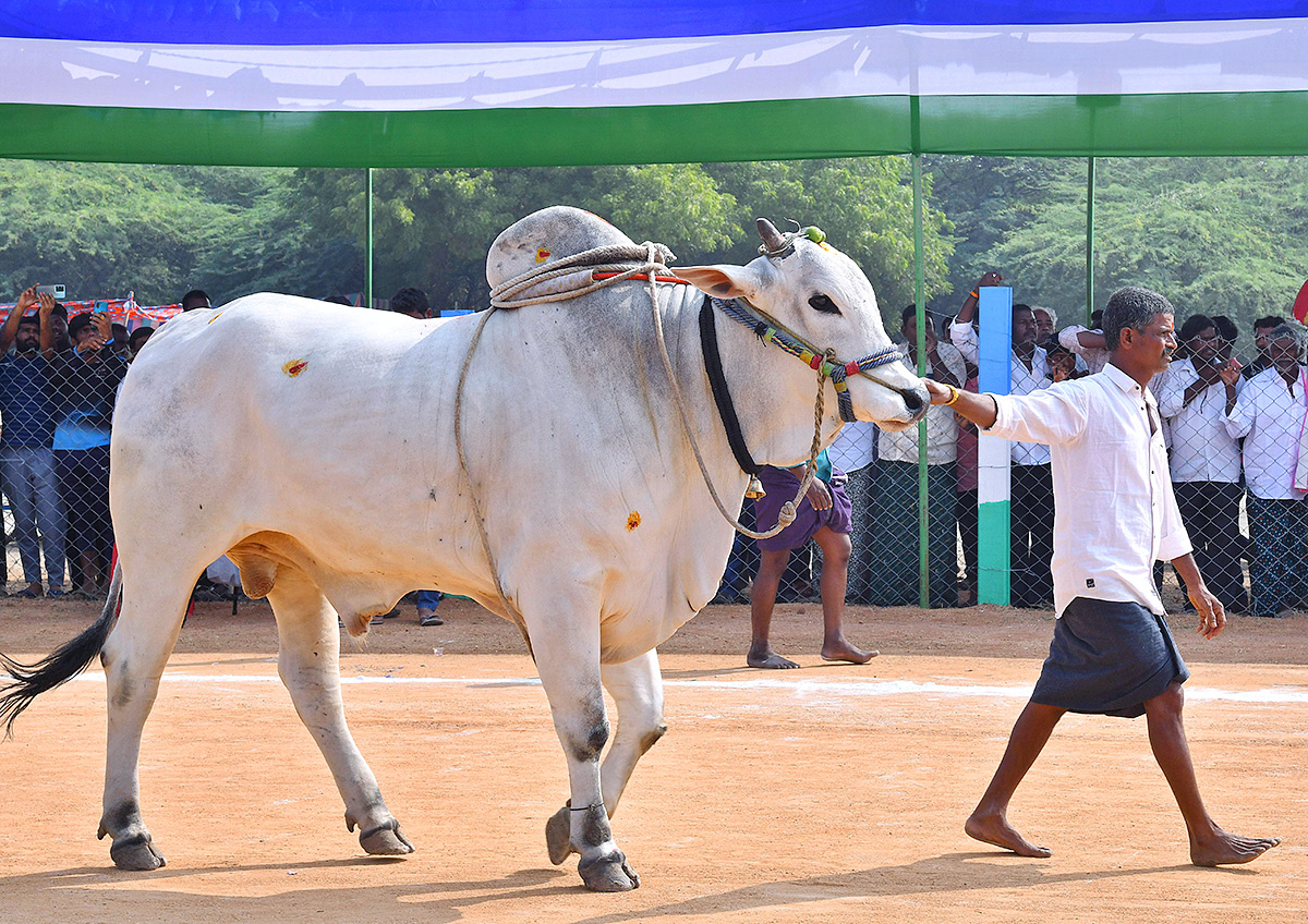 bull race in anantapur district - Sakshi22