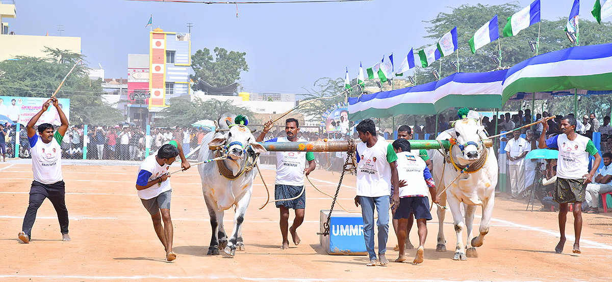 bull race in anantapur district - Sakshi31