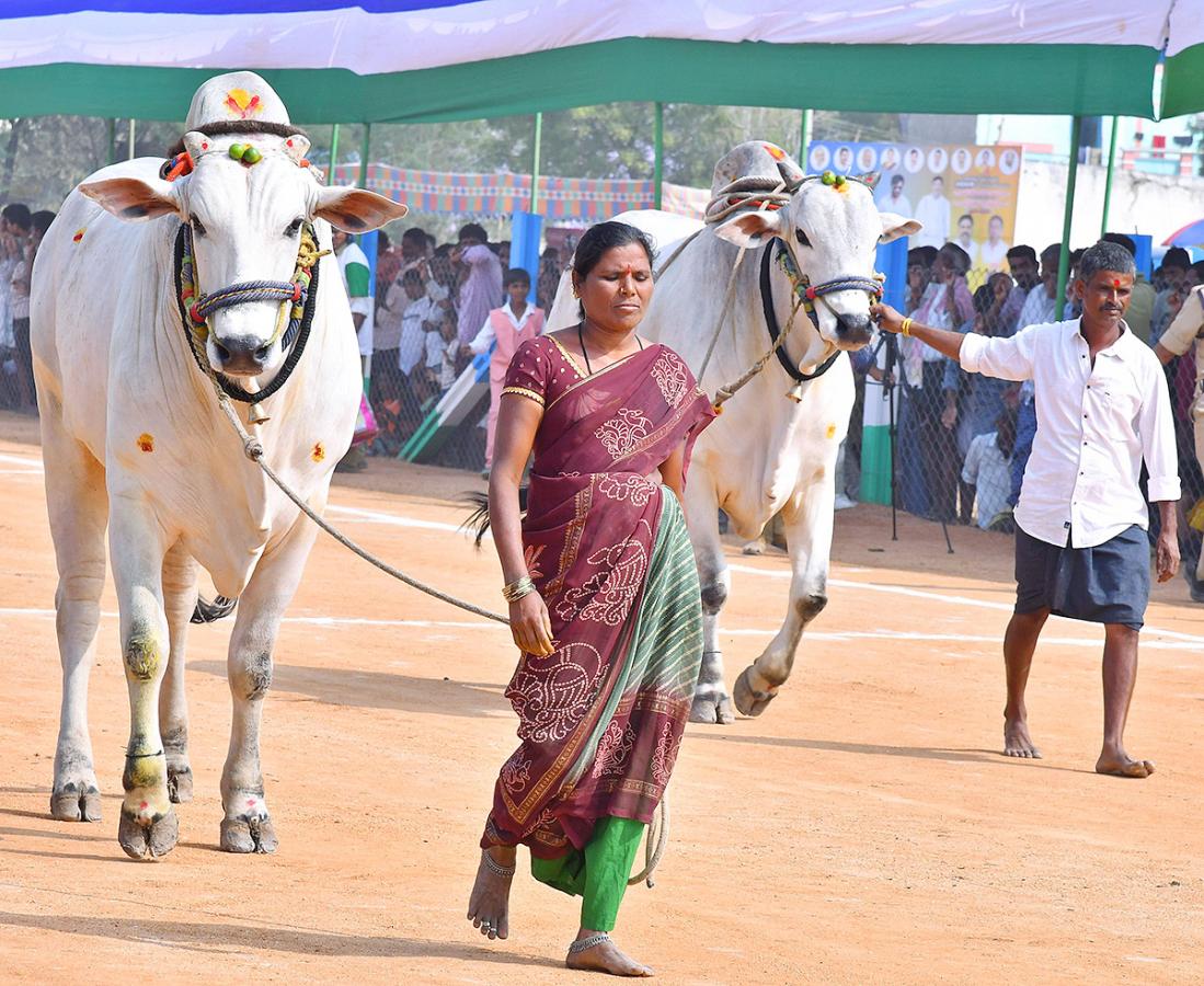 bull race in anantapur district - Sakshi32