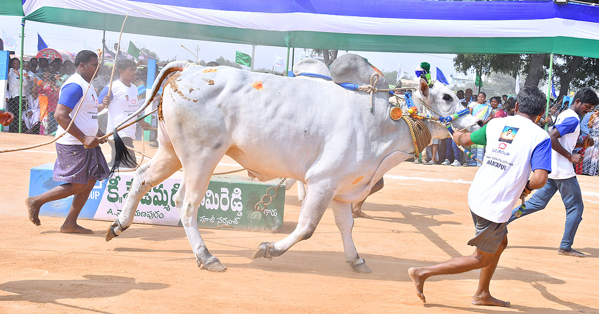 bull race in anantapur district - Sakshi5