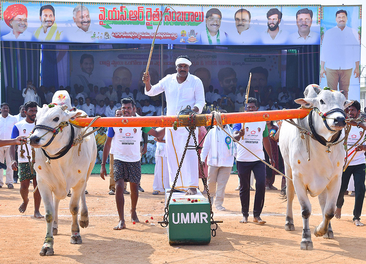 bull race in anantapur district - Sakshi7