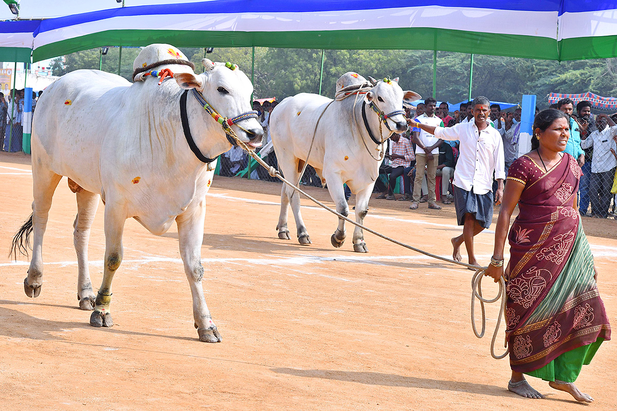 bull race in anantapur district - Sakshi8