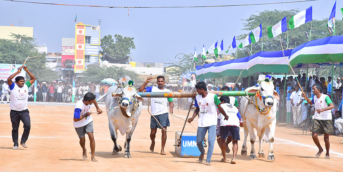 bull race in anantapur district - Sakshi9