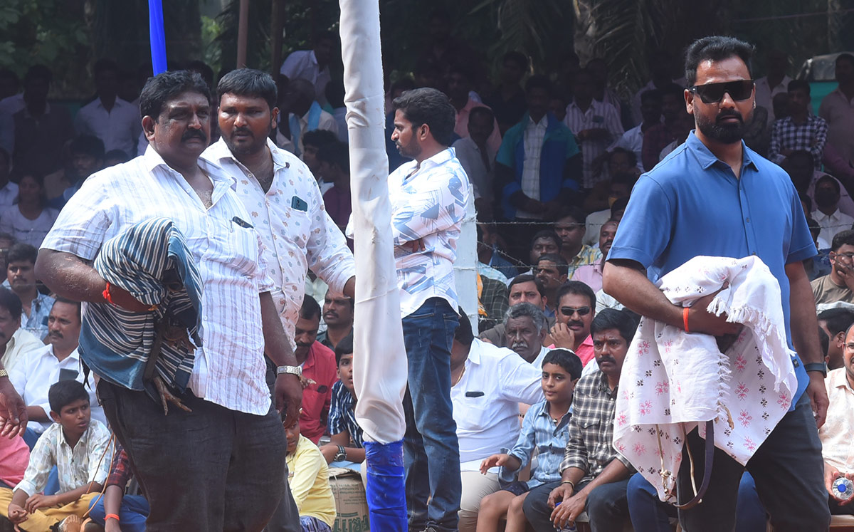 Sankranti kodi pandalu In AP - Sakshi22