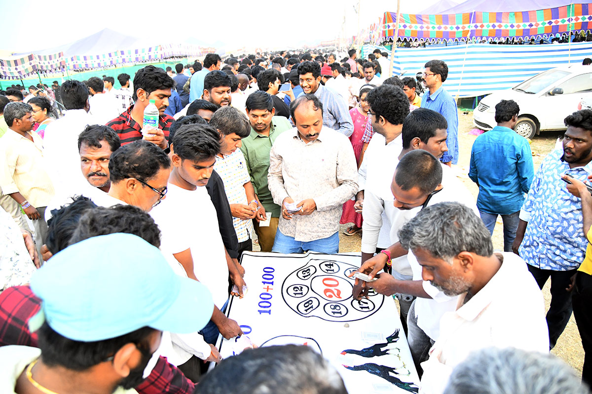 Sankranti kodi pandalu In AP - Sakshi7