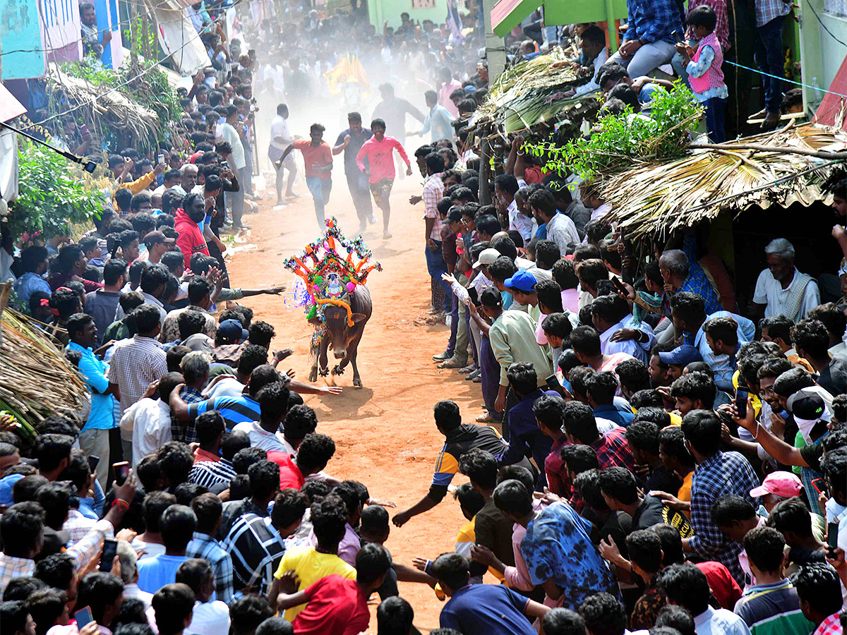 Tirupathi Rangampeta Bull Festival Jallikattu 2024 Photos Gallery Goes Viral - Sakshi1