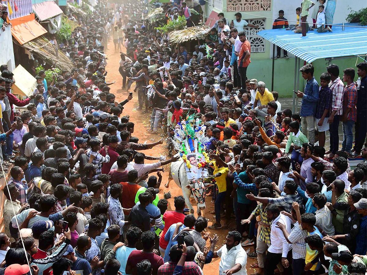 Tirupathi Rangampeta Bull Festival Jallikattu 2024 Photos Gallery Goes Viral - Sakshi13