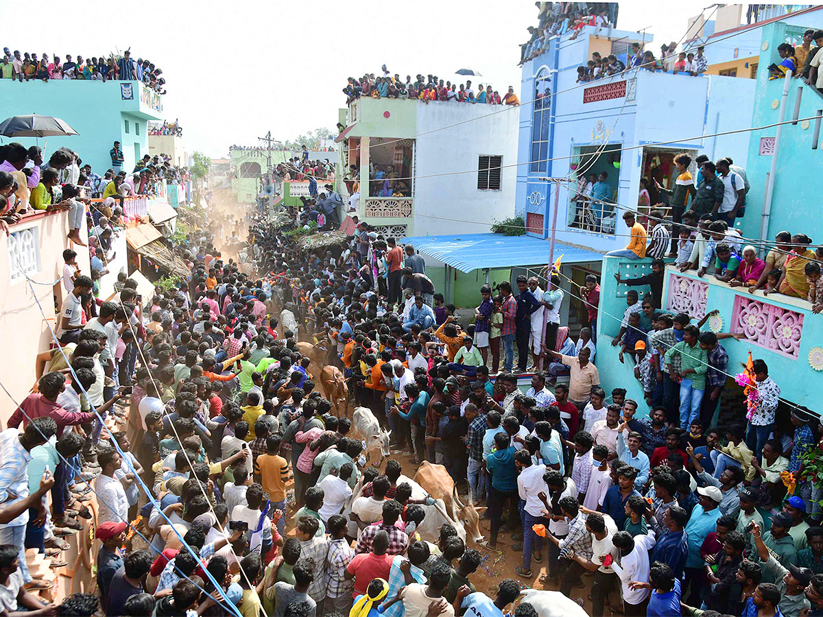 Tirupathi Rangampeta Bull Festival Jallikattu 2024 Photos Gallery Goes Viral - Sakshi14