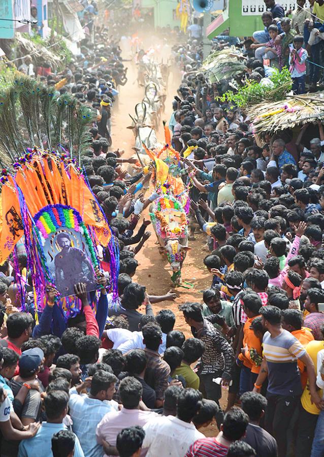 Tirupathi Rangampeta Bull Festival Jallikattu 2024 Photos Gallery Goes Viral - Sakshi16