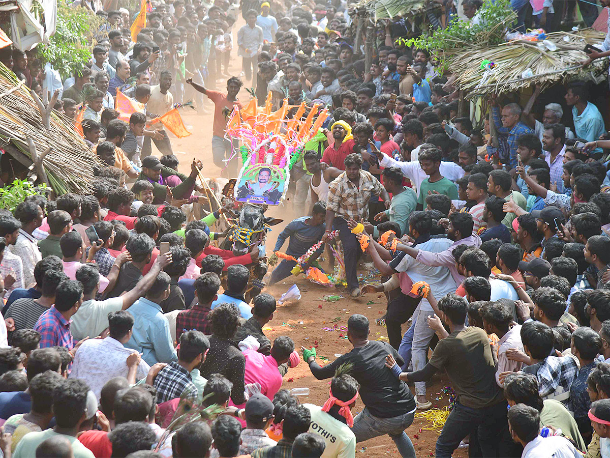 Tirupathi Rangampeta Bull Festival Jallikattu 2024 Photos Gallery Goes Viral - Sakshi18