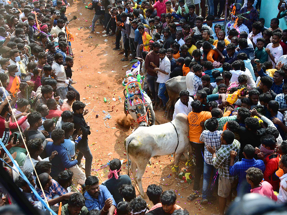 Tirupathi Rangampeta Bull Festival Jallikattu 2024 Photos Gallery Goes Viral - Sakshi22