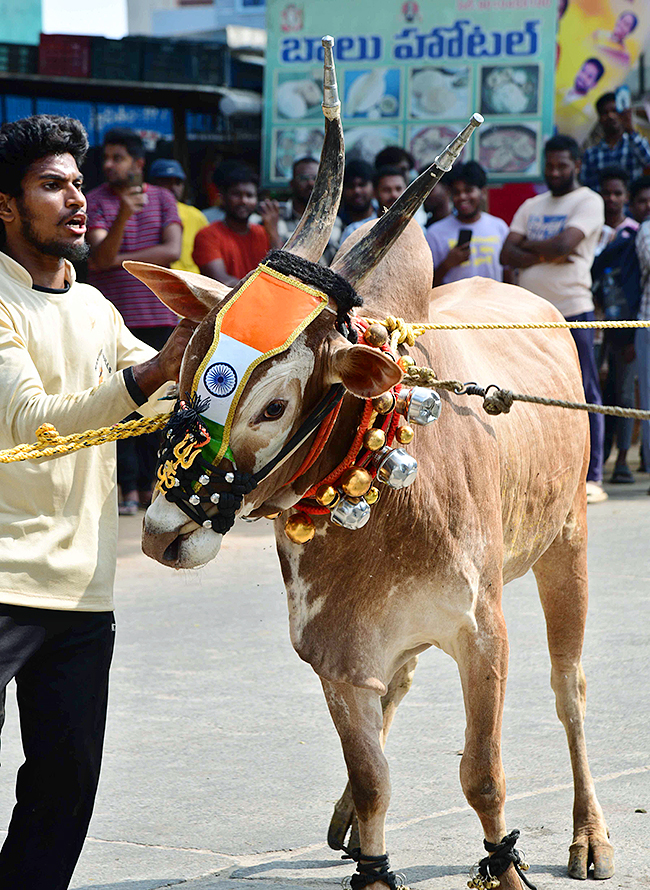 Tirupathi Rangampeta Bull Festival Jallikattu 2024 Photos Gallery Goes Viral - Sakshi25