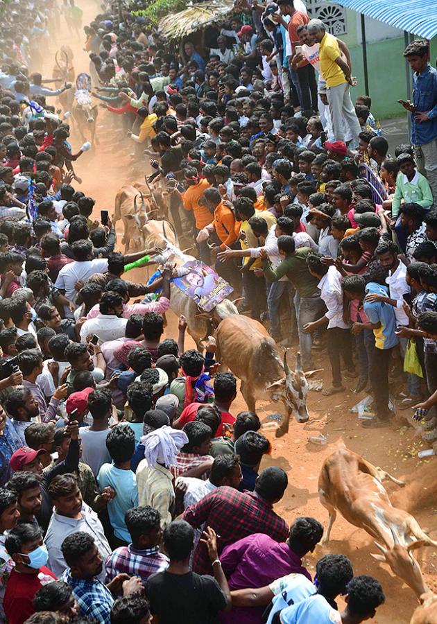 Tirupathi Rangampeta Bull Festival Jallikattu 2024 Photos Gallery Goes Viral - Sakshi27