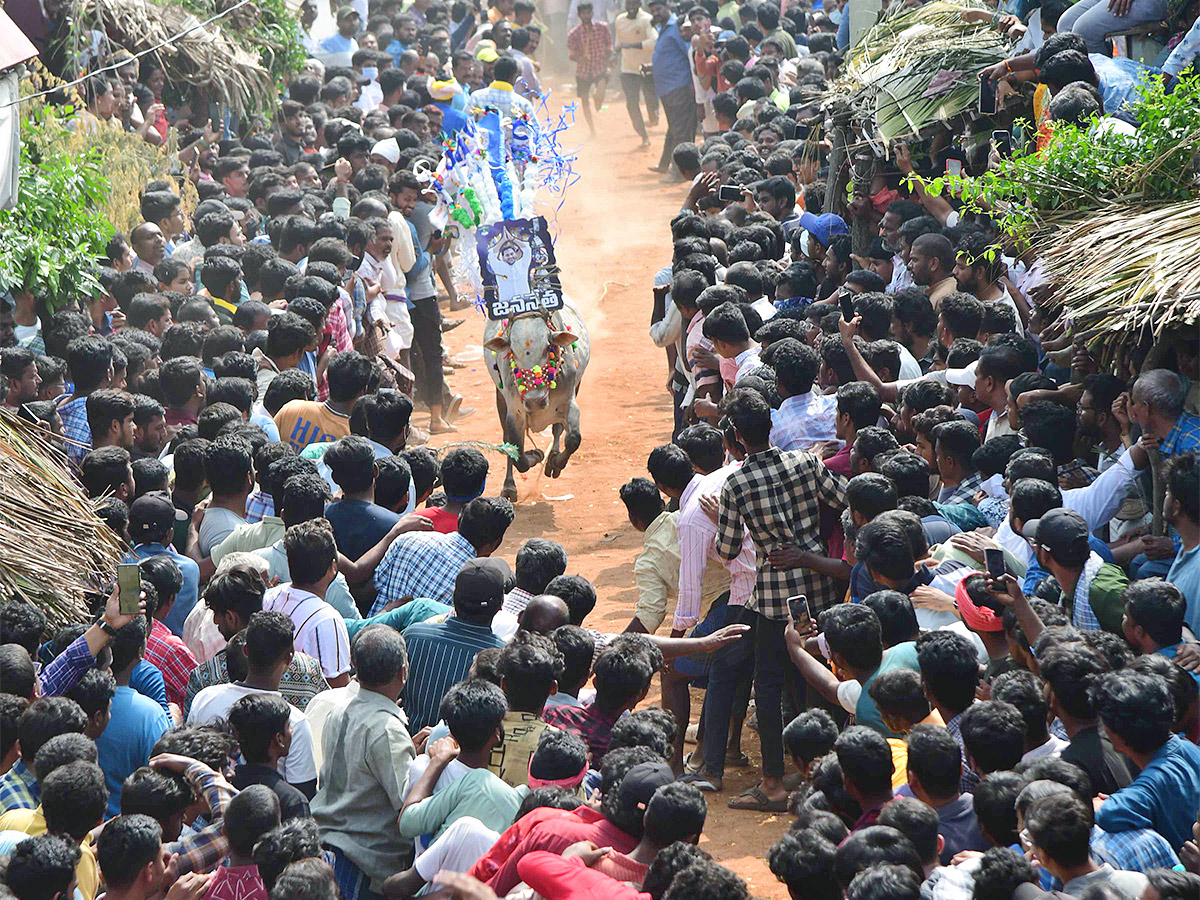 Tirupathi Rangampeta Bull Festival Jallikattu 2024 Photos Gallery Goes Viral - Sakshi29