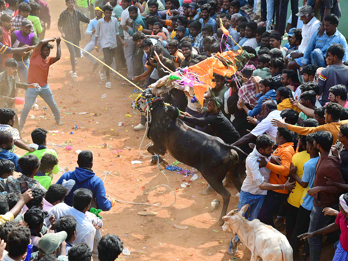 Tirupathi Rangampeta Bull Festival Jallikattu 2024 Photos Gallery Goes Viral - Sakshi6