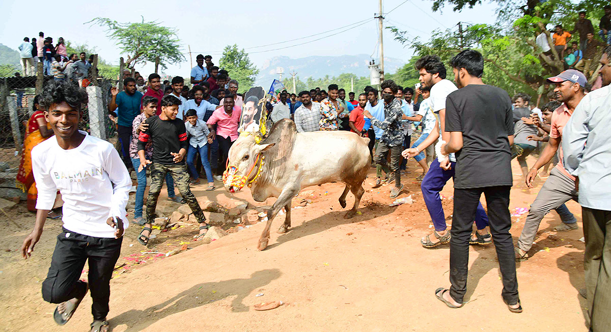 Tirupathi Rangampeta Bull Festival Jallikattu 2024 Photos Gallery Goes Viral - Sakshi8