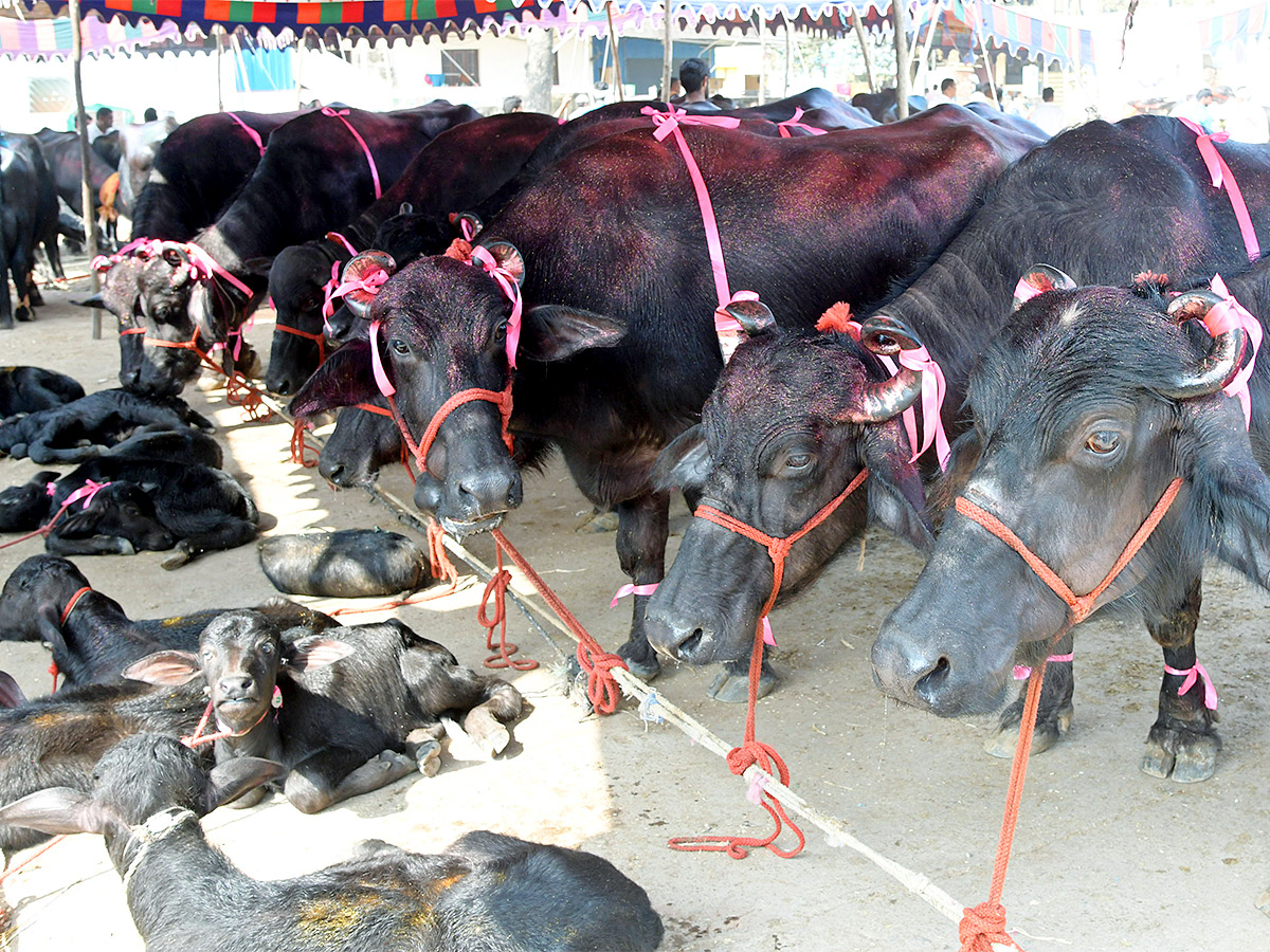 Animal Fest Pashu Sankranthi in Narsingi at Hyderabad - Sakshi1