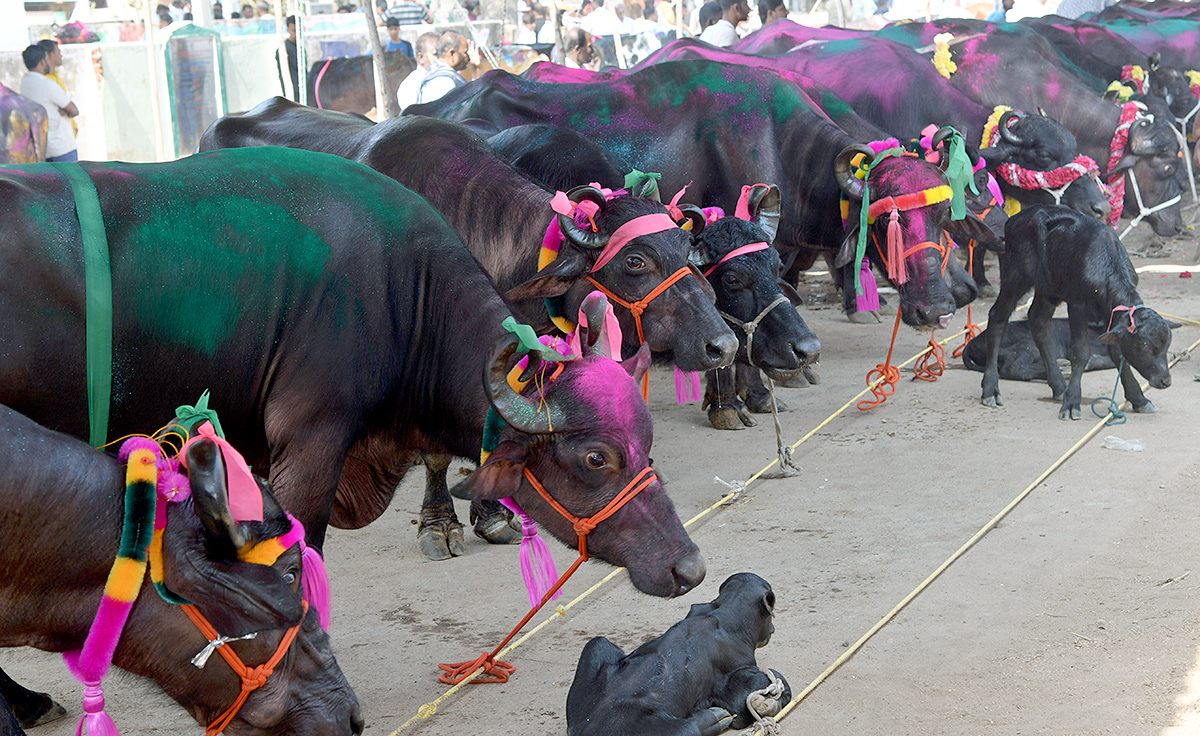 Animal Fest Pashu Sankranthi in Narsingi at Hyderabad - Sakshi11