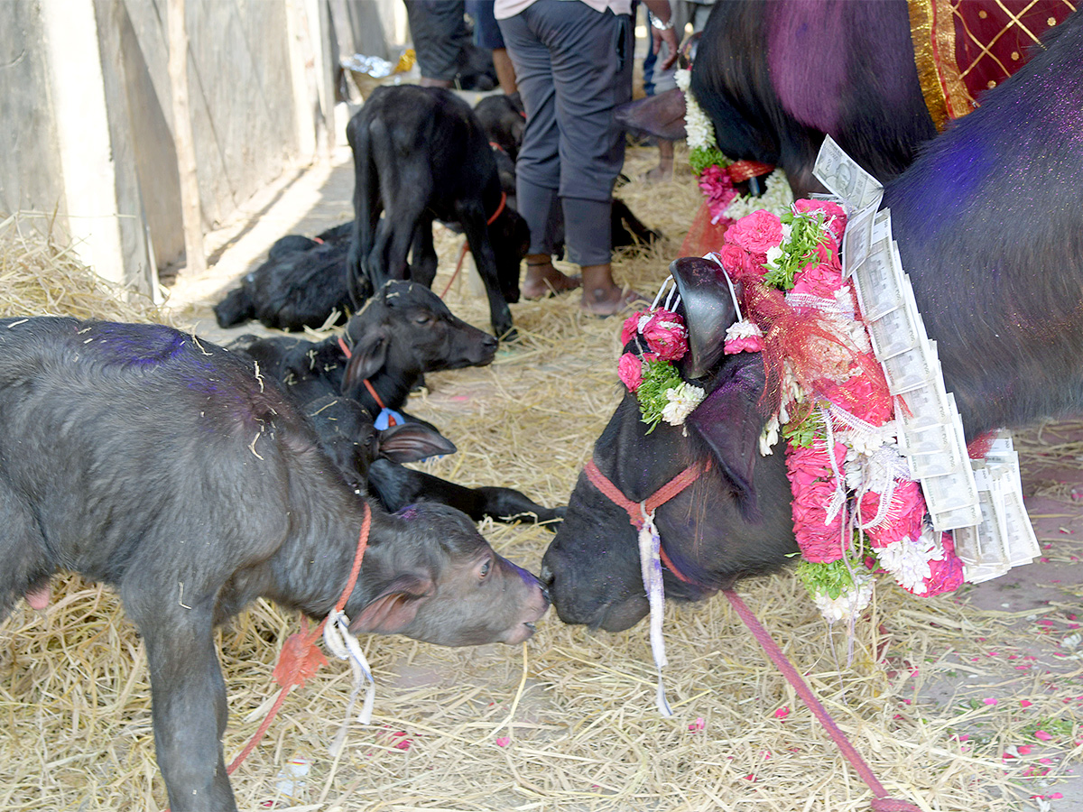 Animal Fest Pashu Sankranthi in Narsingi at Hyderabad - Sakshi12