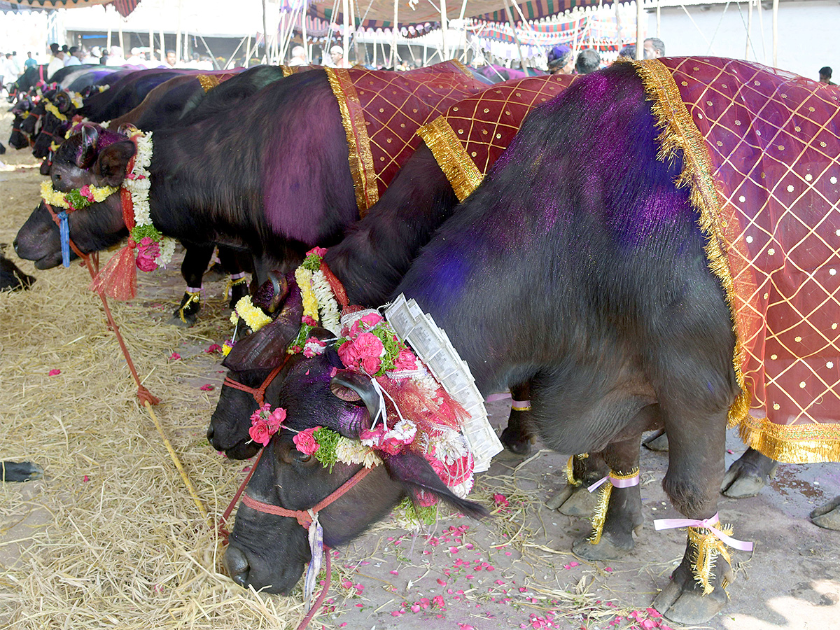 Animal Fest Pashu Sankranthi in Narsingi at Hyderabad - Sakshi13