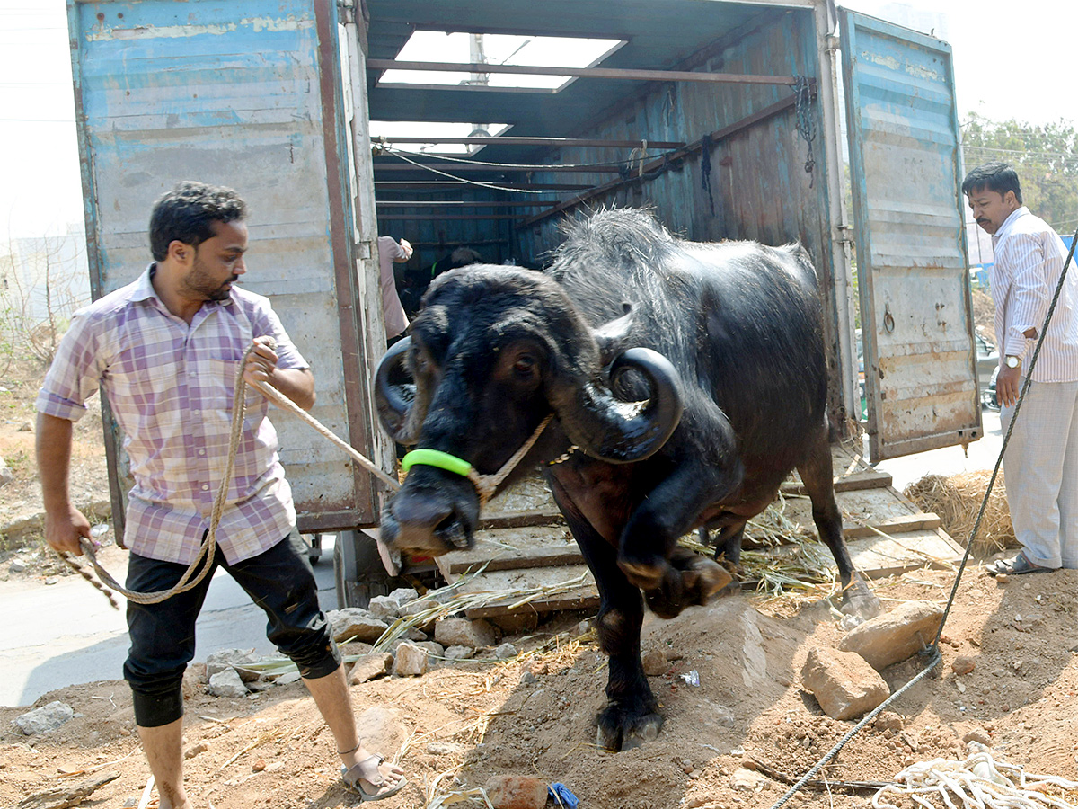 Animal Fest Pashu Sankranthi in Narsingi at Hyderabad - Sakshi14