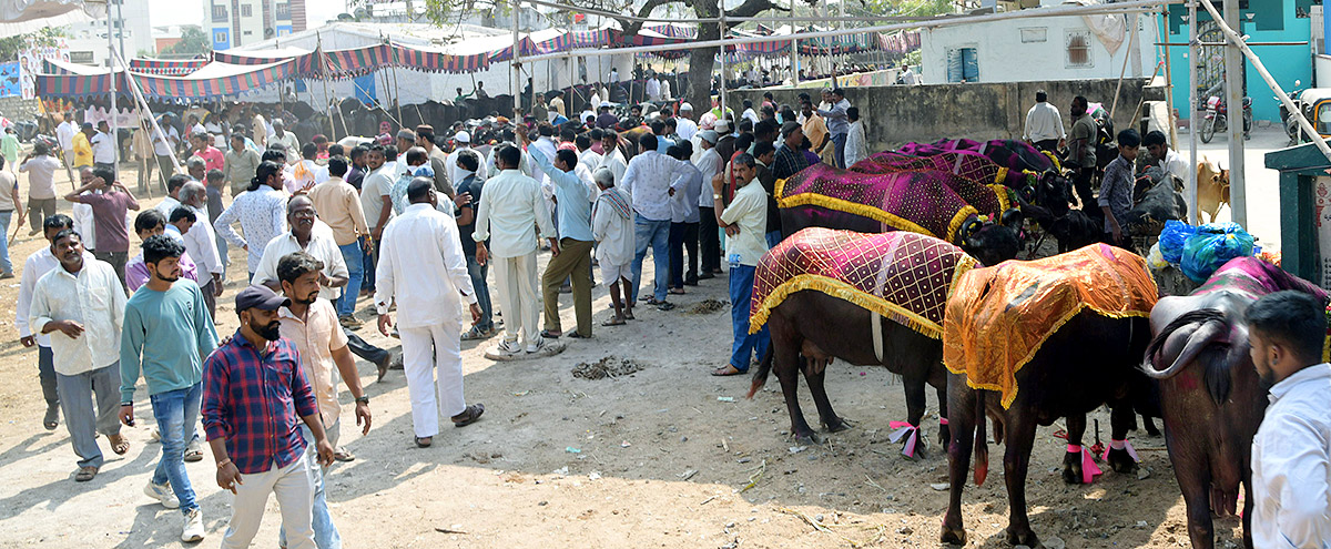 Animal Fest Pashu Sankranthi in Narsingi at Hyderabad - Sakshi15