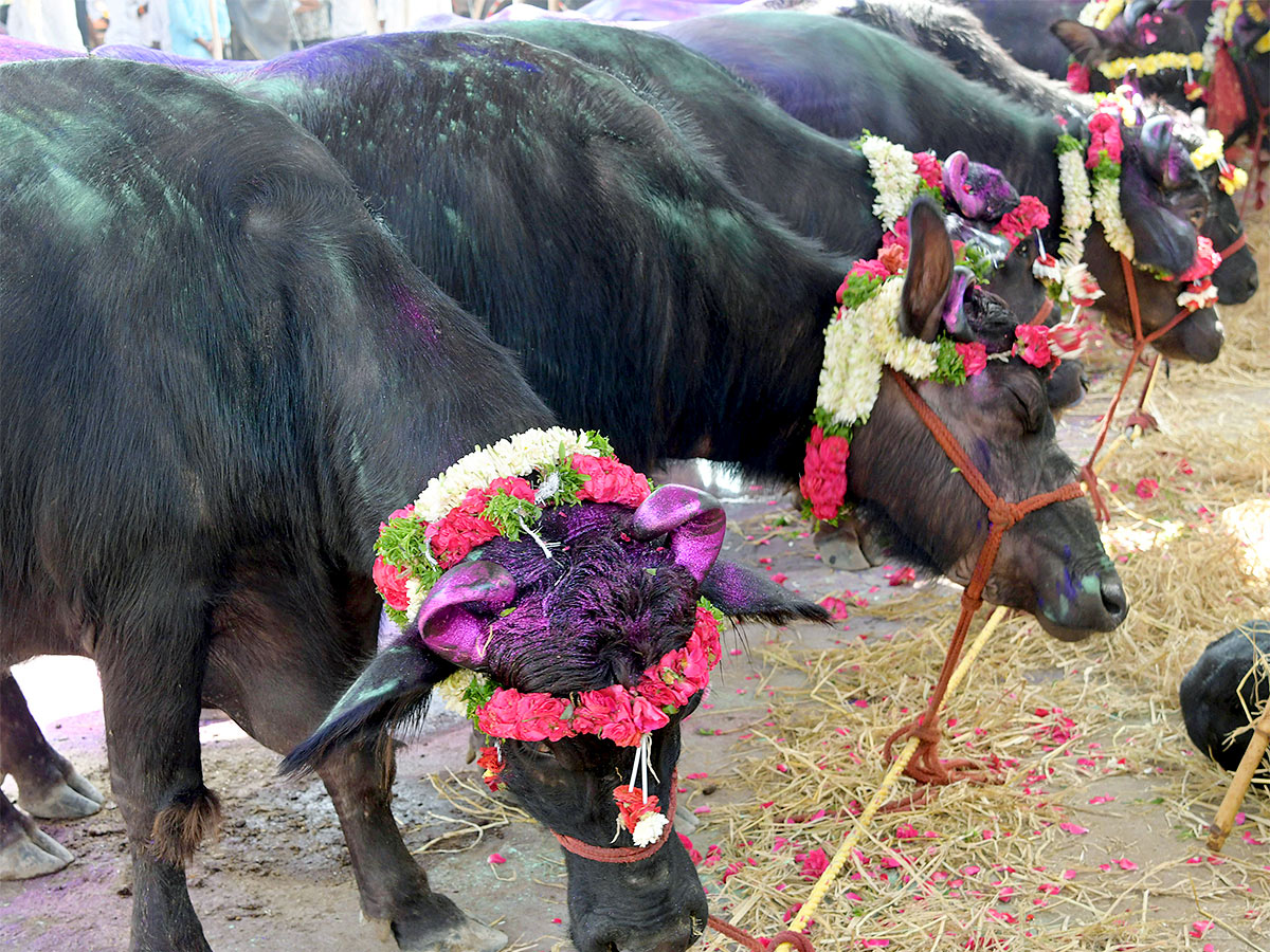 Animal Fest Pashu Sankranthi in Narsingi at Hyderabad - Sakshi16