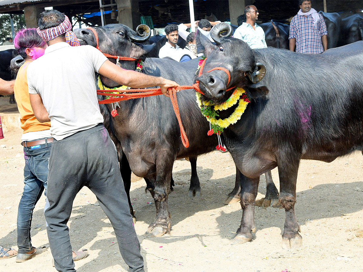 Animal Fest Pashu Sankranthi in Narsingi at Hyderabad - Sakshi17