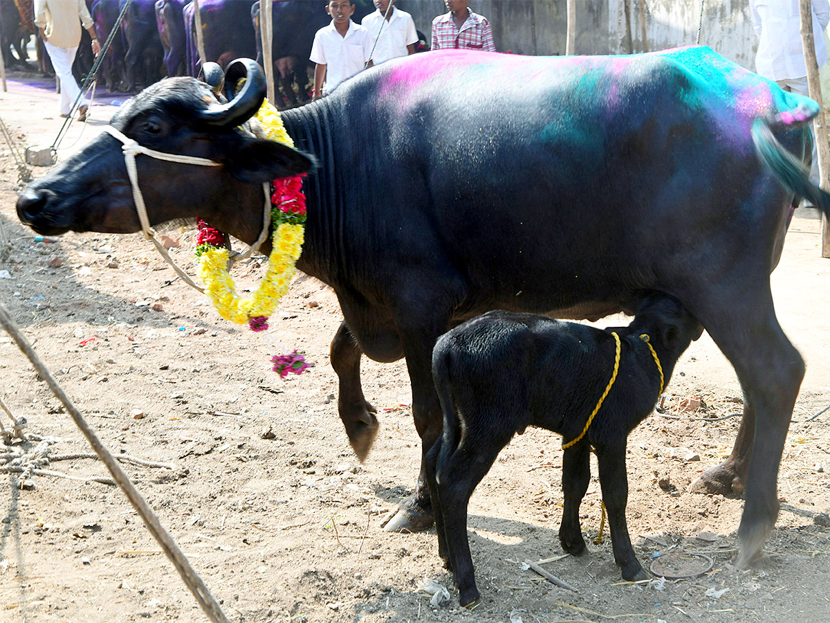 Animal Fest Pashu Sankranthi in Narsingi at Hyderabad - Sakshi18