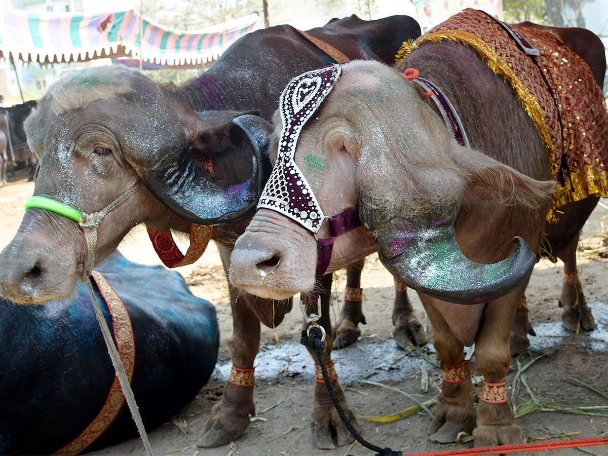 Animal Fest Pashu Sankranthi in Narsingi at Hyderabad - Sakshi19