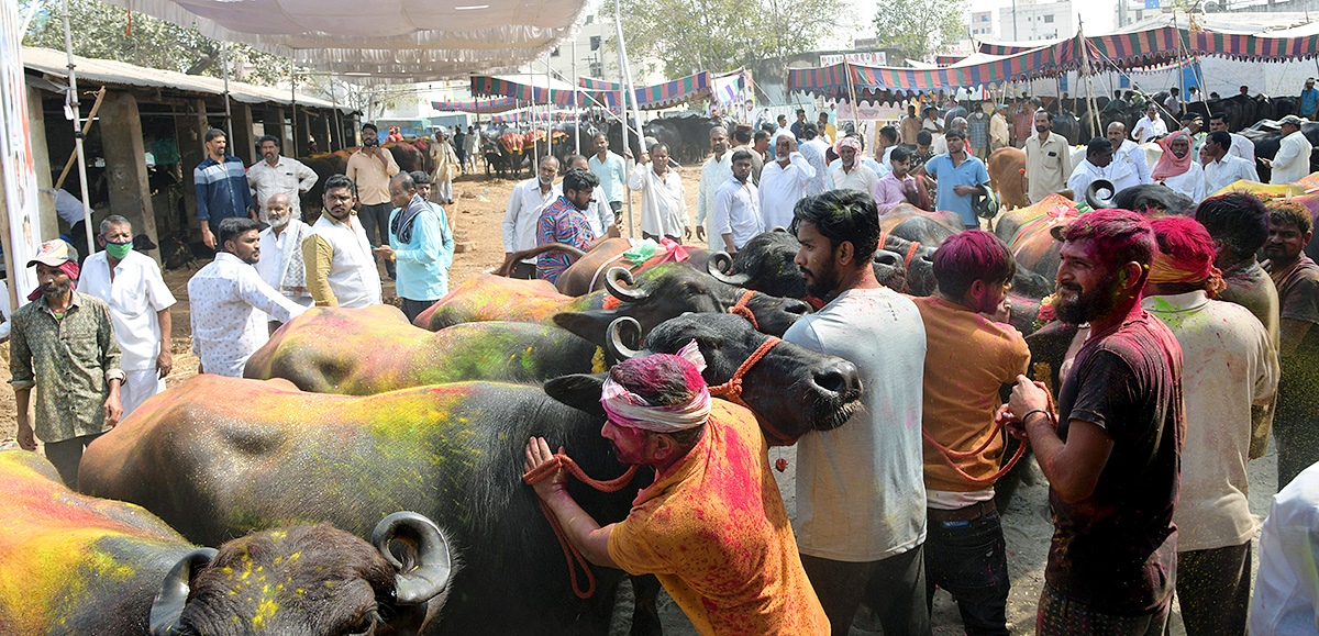 Animal Fest Pashu Sankranthi in Narsingi at Hyderabad - Sakshi2