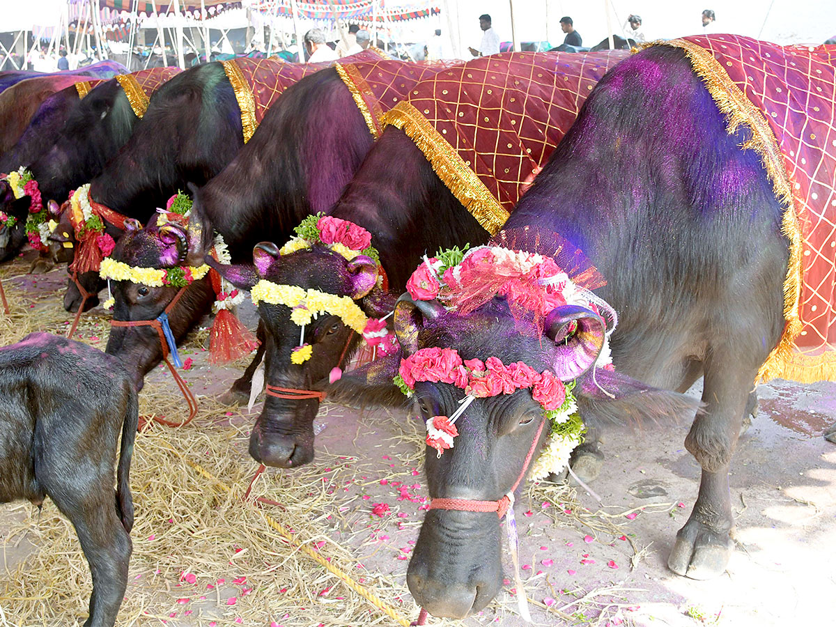 Animal Fest Pashu Sankranthi in Narsingi at Hyderabad - Sakshi21