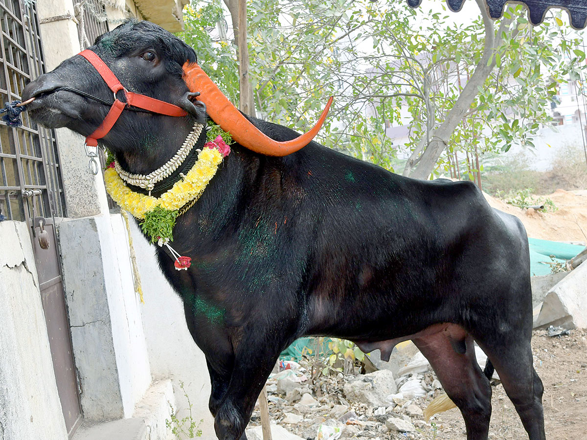 Animal Fest Pashu Sankranthi in Narsingi at Hyderabad - Sakshi23