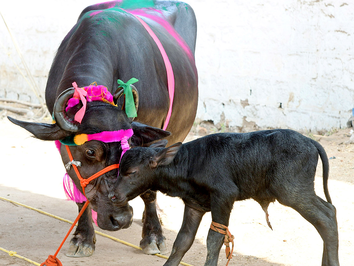 Animal Fest Pashu Sankranthi in Narsingi at Hyderabad - Sakshi24