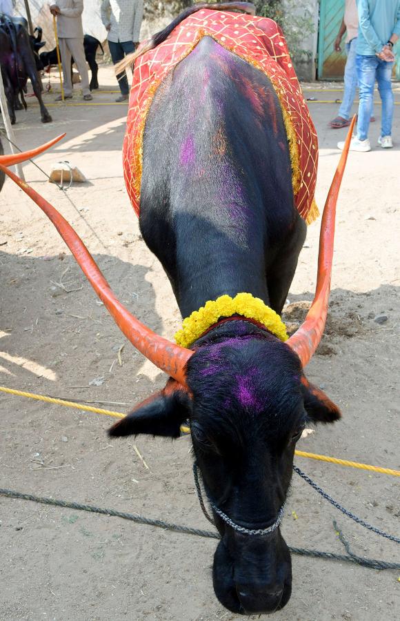 Animal Fest Pashu Sankranthi in Narsingi at Hyderabad - Sakshi25