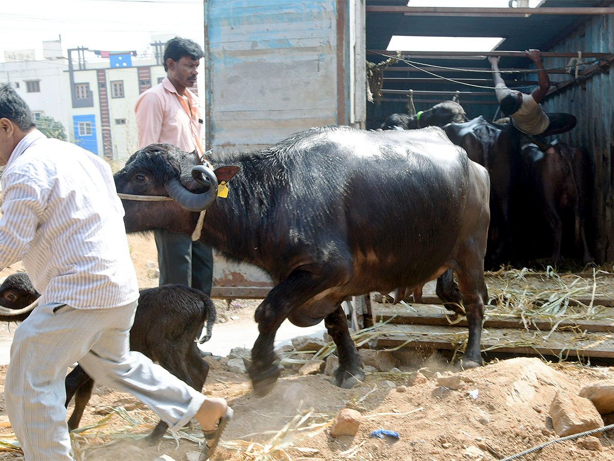 Animal Fest Pashu Sankranthi in Narsingi at Hyderabad - Sakshi27