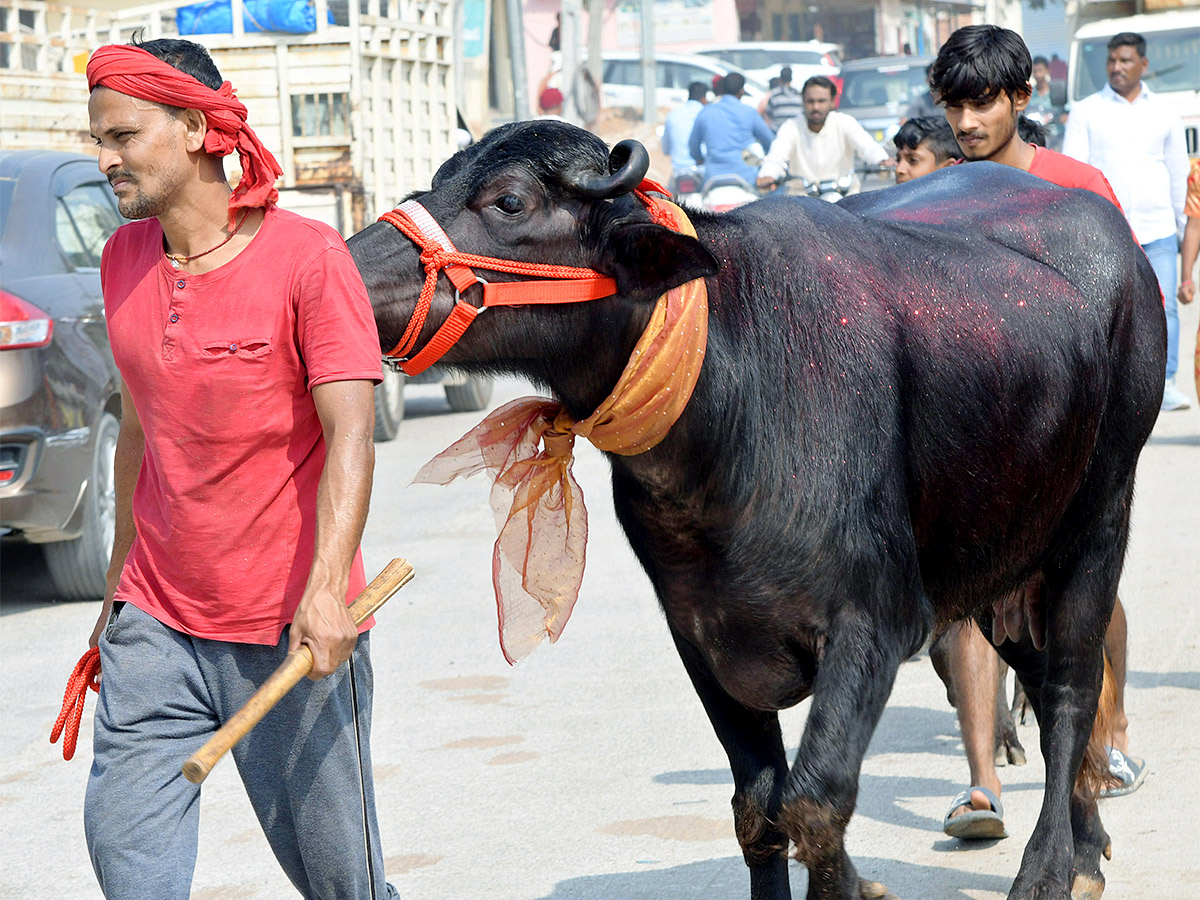 Animal Fest Pashu Sankranthi in Narsingi at Hyderabad - Sakshi28