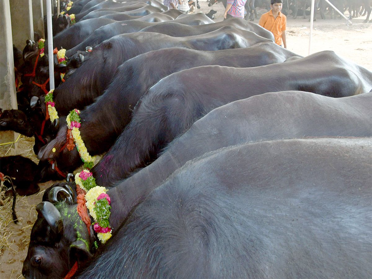 Animal Fest Pashu Sankranthi in Narsingi at Hyderabad - Sakshi29