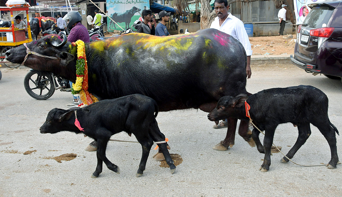 Animal Fest Pashu Sankranthi in Narsingi at Hyderabad - Sakshi33