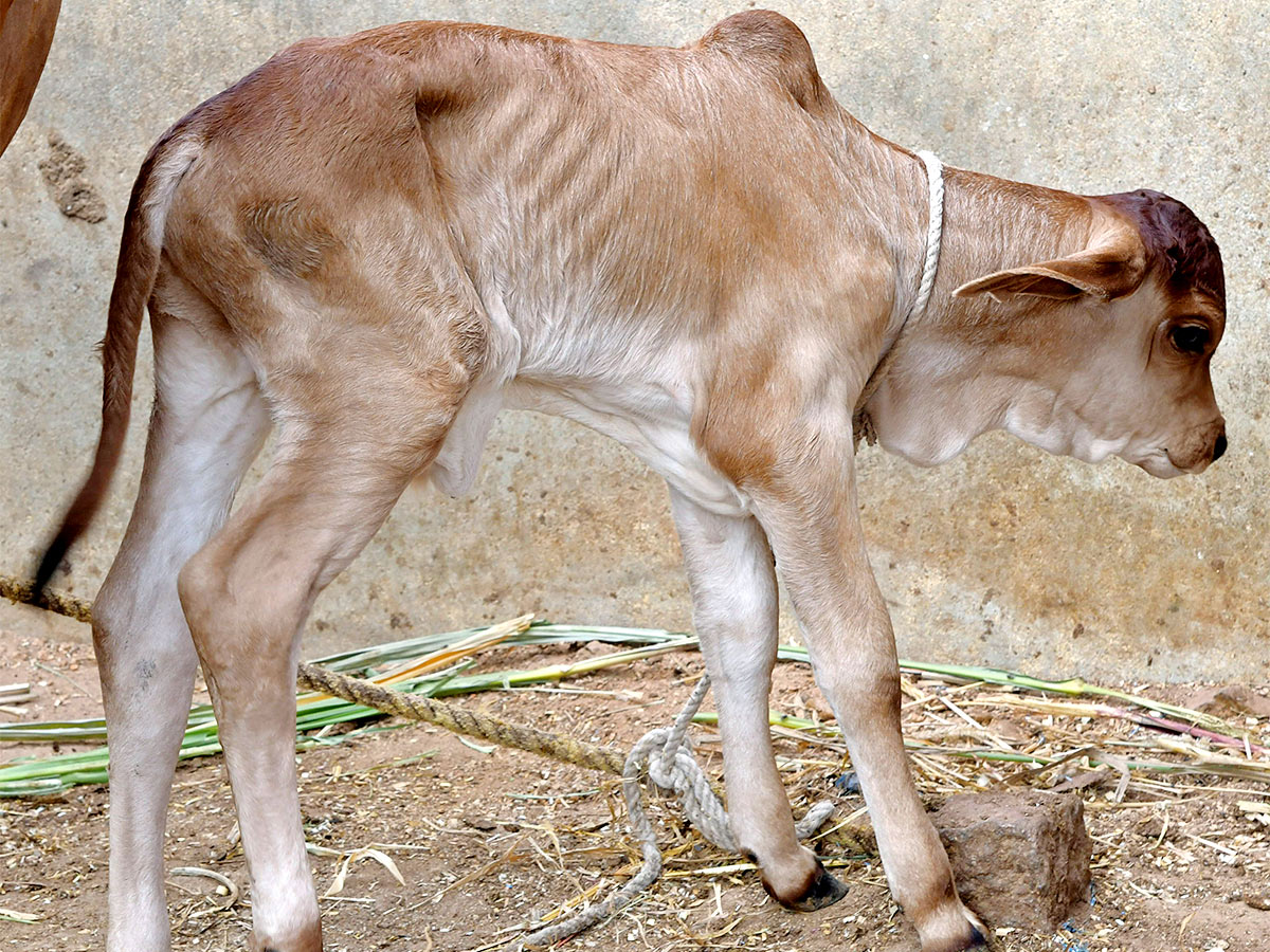 Animal Fest Pashu Sankranthi in Narsingi at Hyderabad - Sakshi34