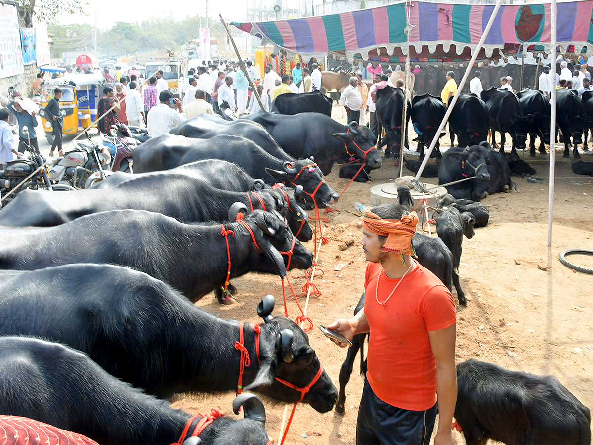 Animal Fest Pashu Sankranthi in Narsingi at Hyderabad - Sakshi35