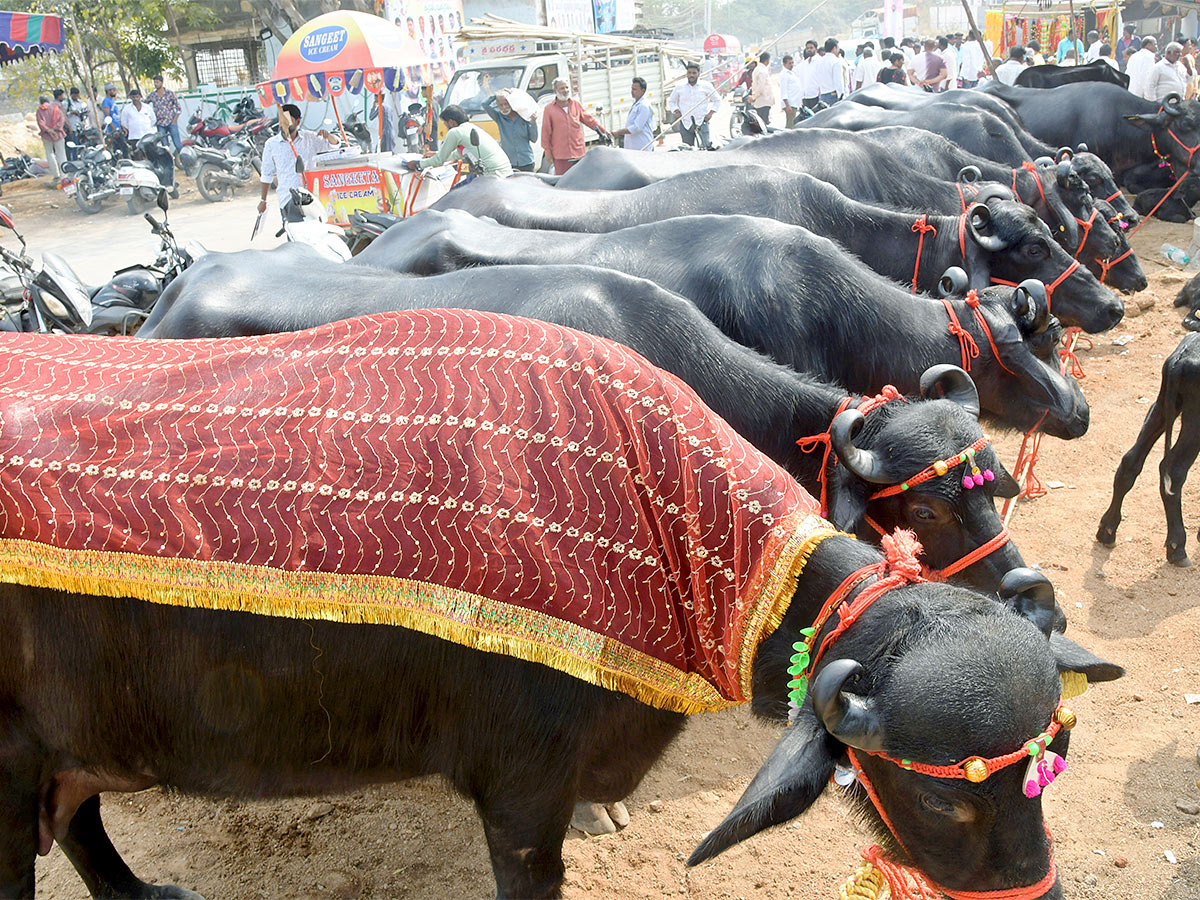 Animal Fest Pashu Sankranthi in Narsingi at Hyderabad - Sakshi36