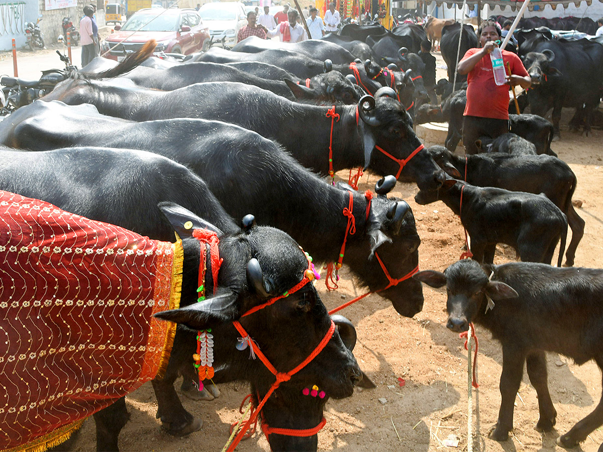 Animal Fest Pashu Sankranthi in Narsingi at Hyderabad - Sakshi37